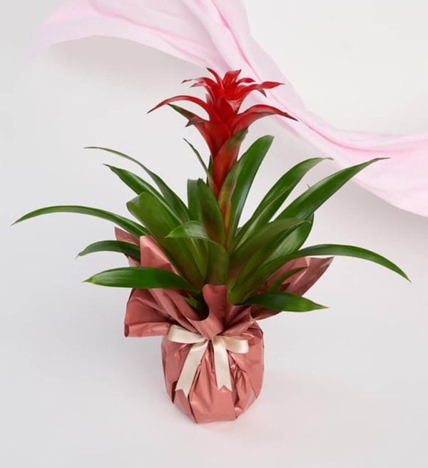 Rose Clay Guzmania - Görsel 2