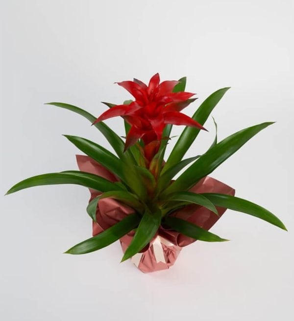 Rose Clay Guzmania - Görsel 3