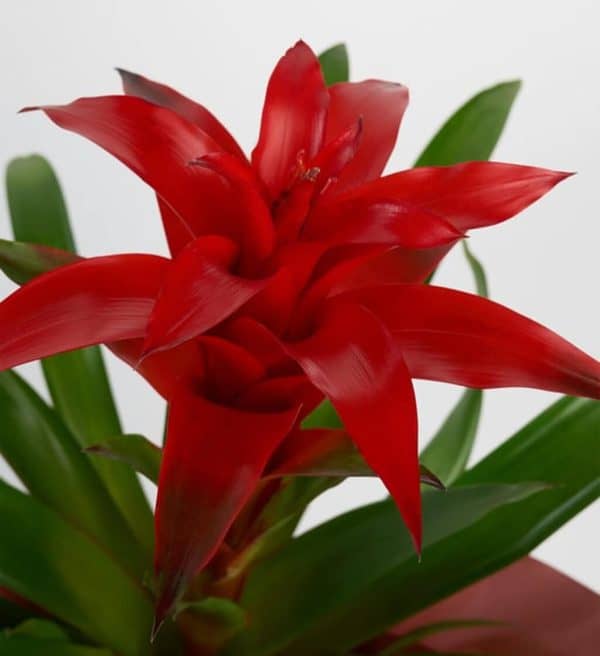 Rose Clay Guzmania - Görsel 4
