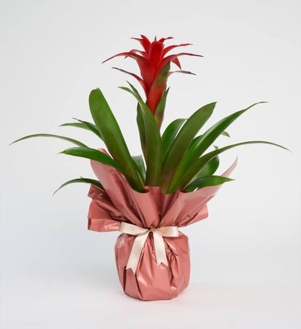 Rose Clay Guzmania